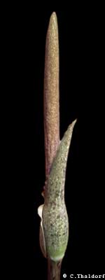 Amorphophallus consimilis ( Christian Thaldorf)