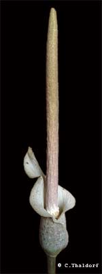 Amorphophallus consimilis ( Christian Thaldorf)