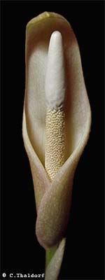 Amorphophallus curvistylis 25-10-2013 ( Christian Thaldorf)