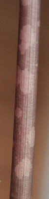 Amorphophallus thaiensis 21-04-2012