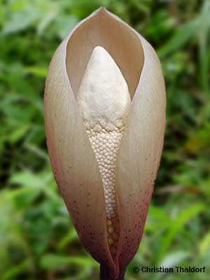 Amorphophallus yuloensis