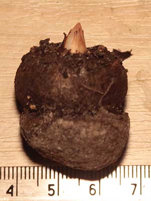 Amorphophallus yuloensis