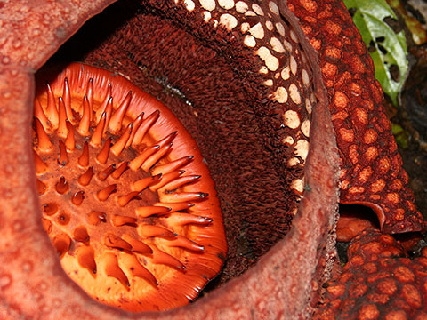 Rafflesia arnoldii