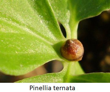 Pinellia ternata