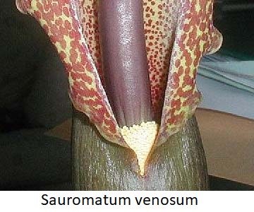 Sauromatum venosum