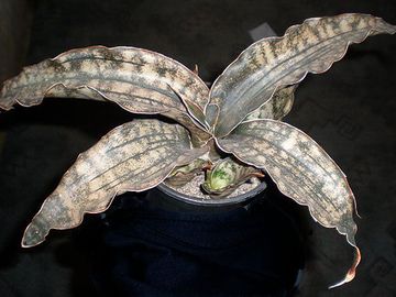 Sansevieria kirkii ssp. pulchra