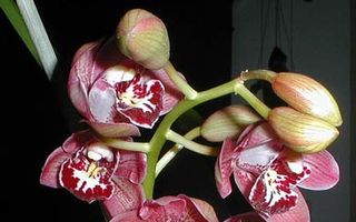 Orchidacea (storczyki)