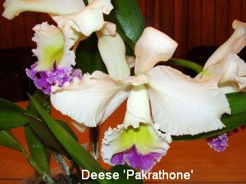 Cattleya Deese 'Pakrathon'