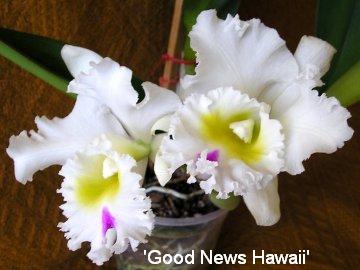 Cattleya 'Good News Hawaii'