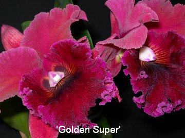 Cattleya 'Golden Super'