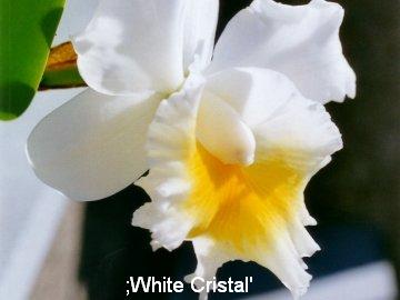 Cattleya 'White Cristal'