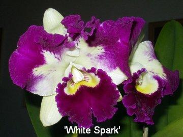 Cattleya 'White Spark'