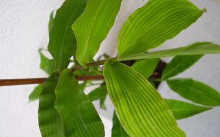 Plants from Sumatra